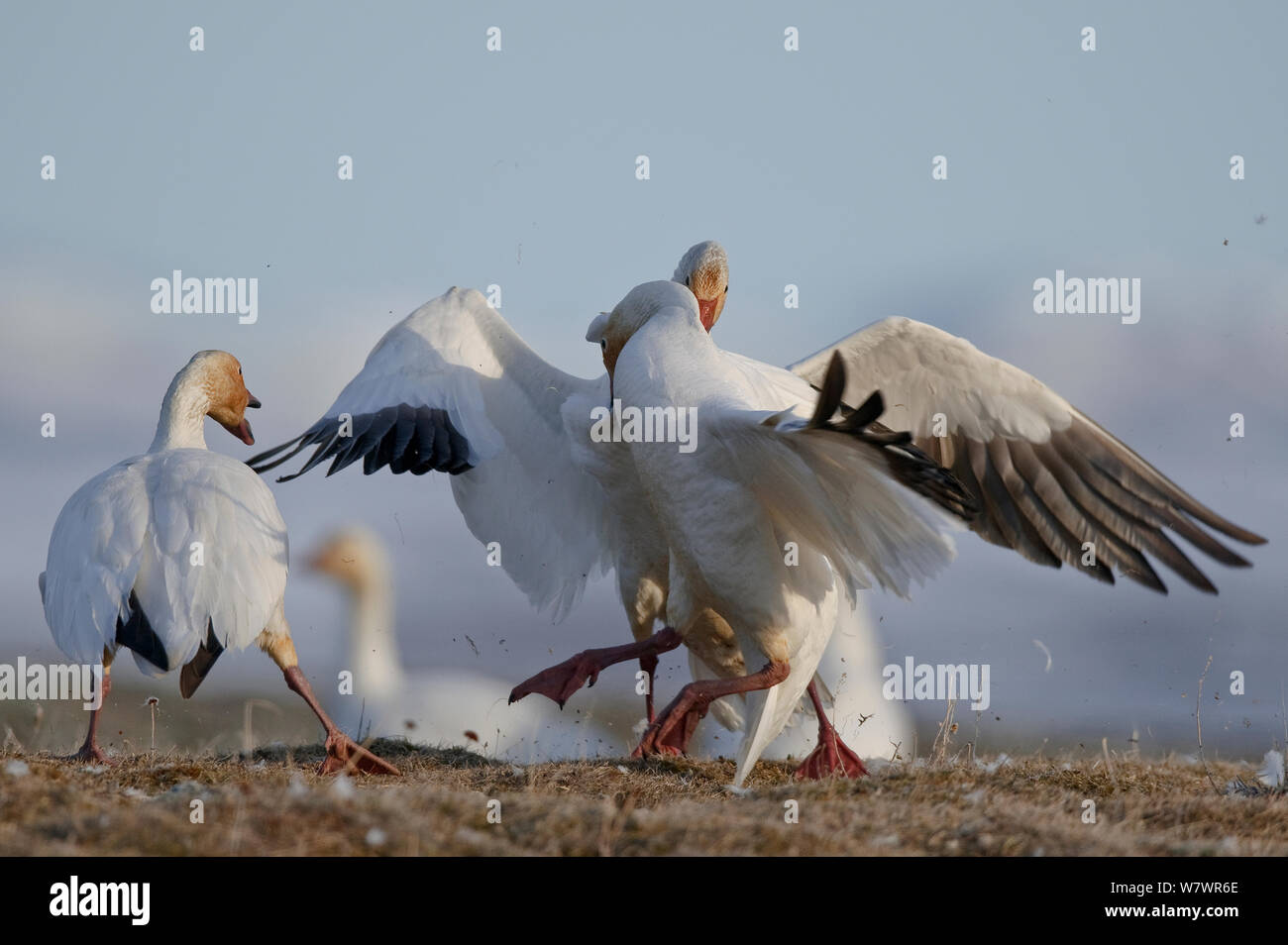 Le oche delle nevi (Chen caerulescens caerulescens) combattimenti, Wrangel Island, Far Eastern Russia, Giugno. Foto Stock
