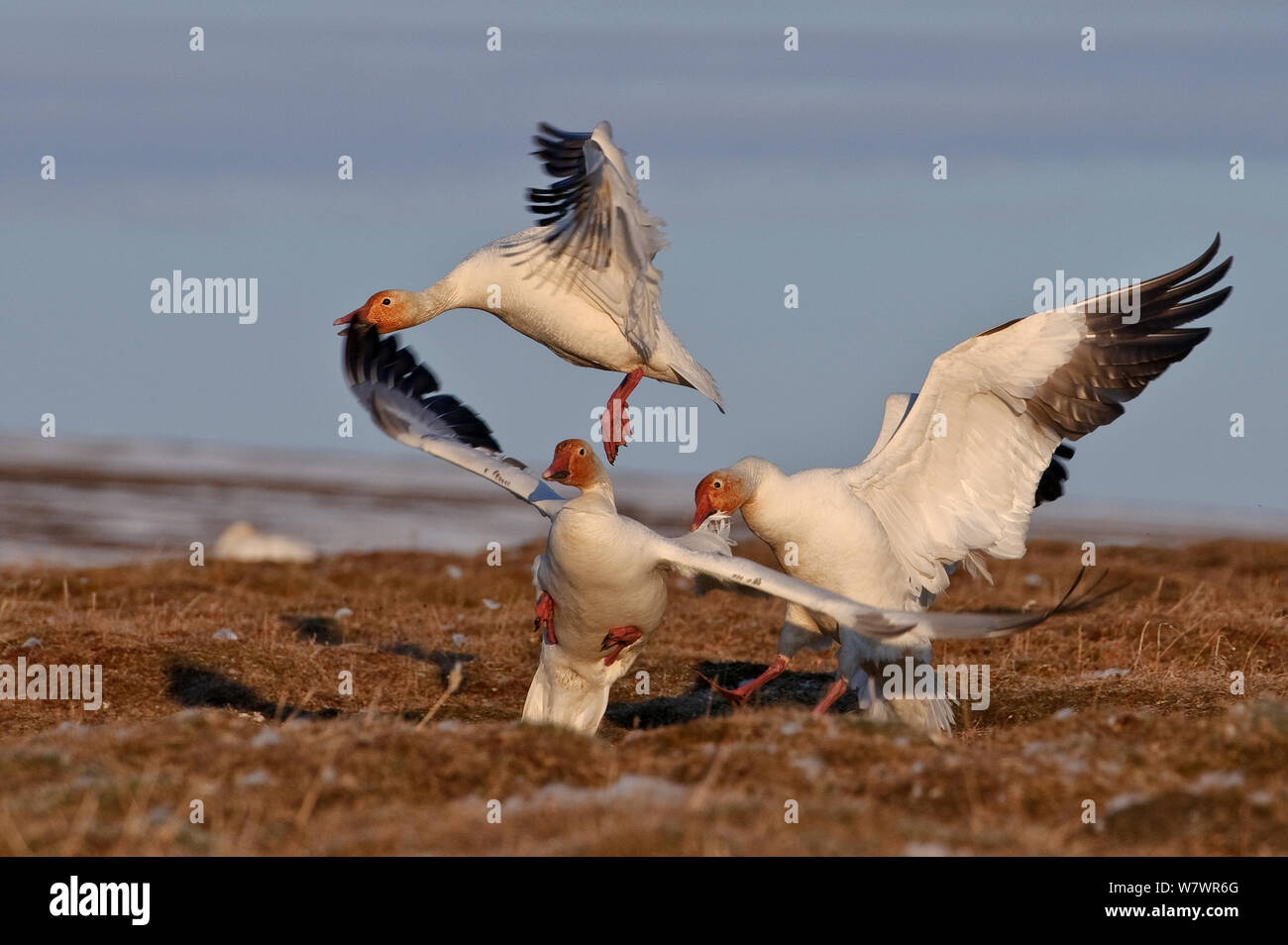 Le oche delle nevi (Chen caerulescens caerulescens) combattimenti, Wrangel Island, Far Eastern Russia, Giugno. Foto Stock