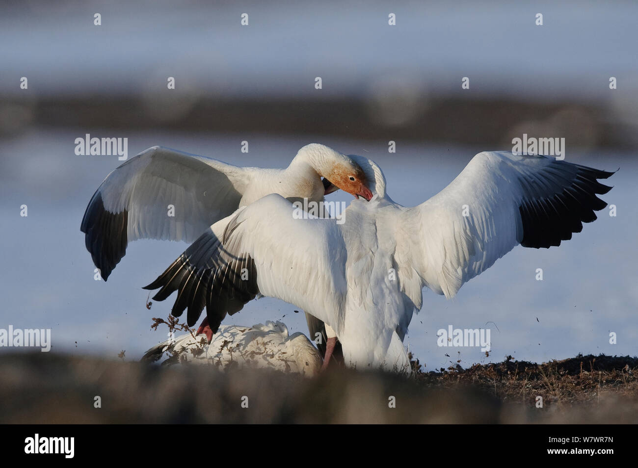 Le oche delle nevi (Chen caerulescens caerulescens) combattimenti, Wrangel Island, Far Eastern Russia, maggio. Foto Stock