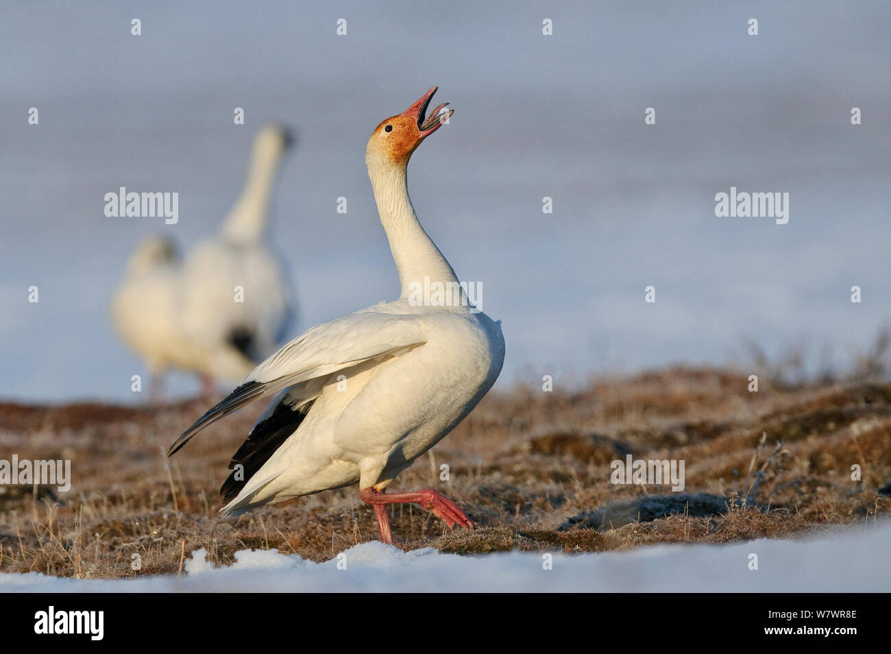 Snow goose (Chen caerulescens caerulescens) chiamando nel corteggiamento, Wrangel Island, Far Eastern Russia, maggio. Foto Stock