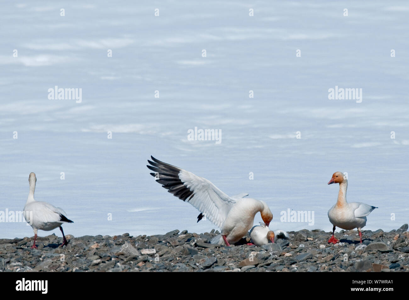 Le oche delle nevi (Chen caerulescens caerulescens) lotta,Wrangel Island, Far Eastern Russia, maggio. Foto Stock
