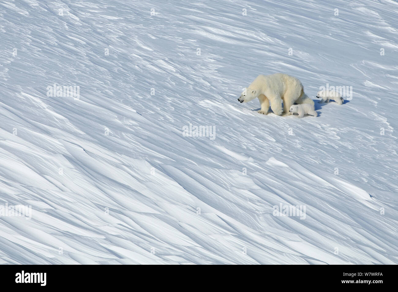 Orso polare (Ursus maritimus) madre con tre giovani lupetti, Wrangel Island, Far Eastern Russia, Marzo. Foto Stock