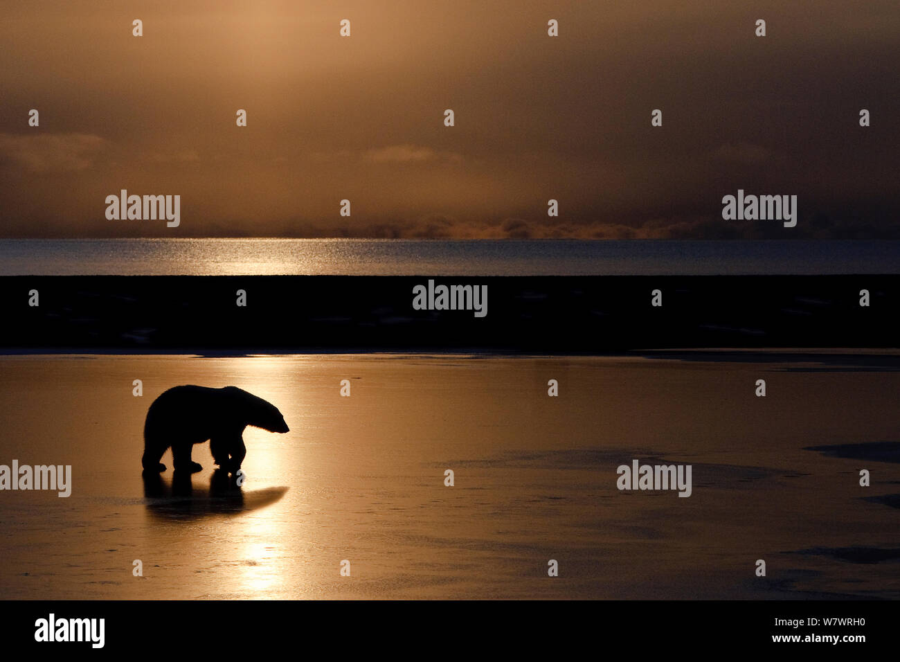 Orso polare (Ursus maritimus) sulla spiaggia, stagliano al tramonto, Wrangel Island, Far Eastern Russia, Ottobre. Foto Stock