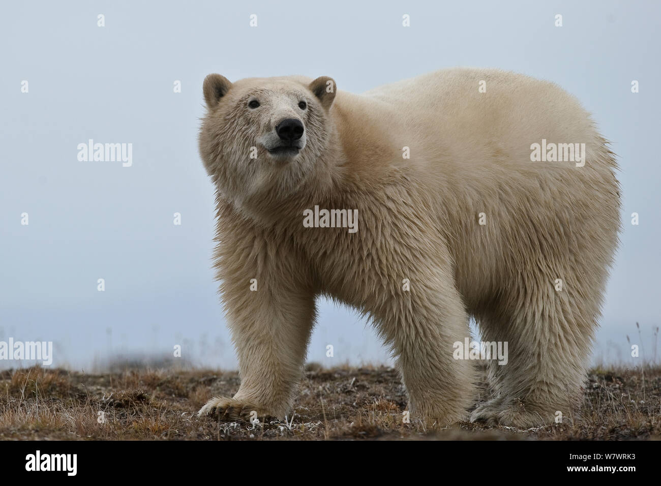 Orso polare (Ursus maritimus) ritratto, Wrangel Island, Far Eastern Russia, Settembre. Foto Stock