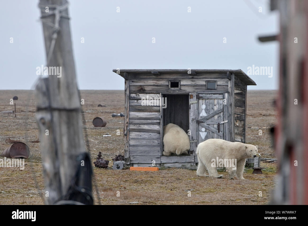Orso polare (Ursus maritimus) investigando costruzione in legno, Wrangel Island, Far Eastern Russia. Settembre 2010. Foto Stock