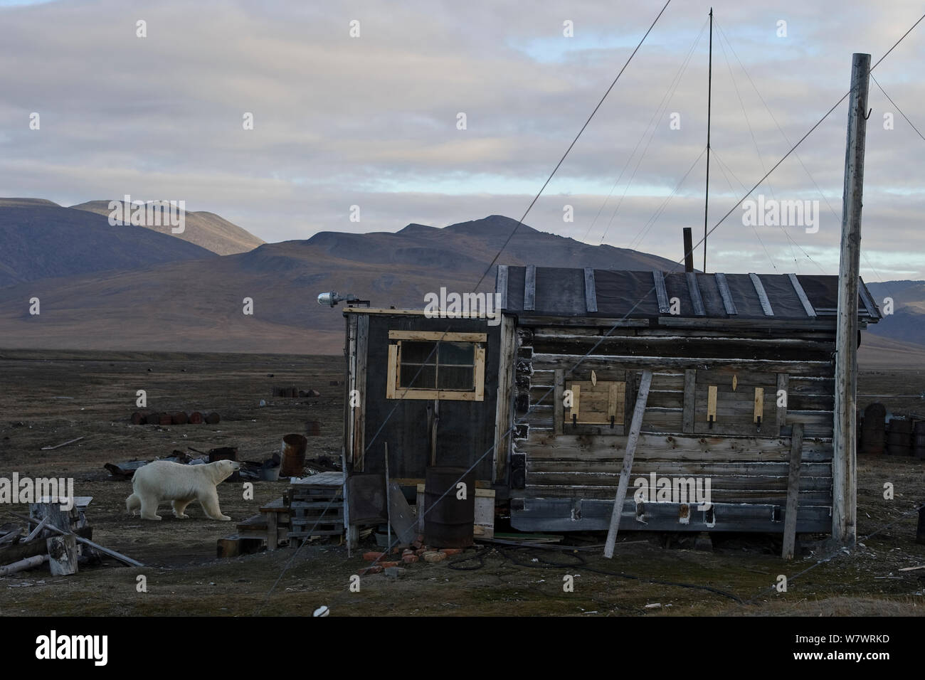 Orso polare (Ursus maritimus) avvicinamento house, Wrangel Island, Far Eastern Russia. Settembre 2010. Foto Stock