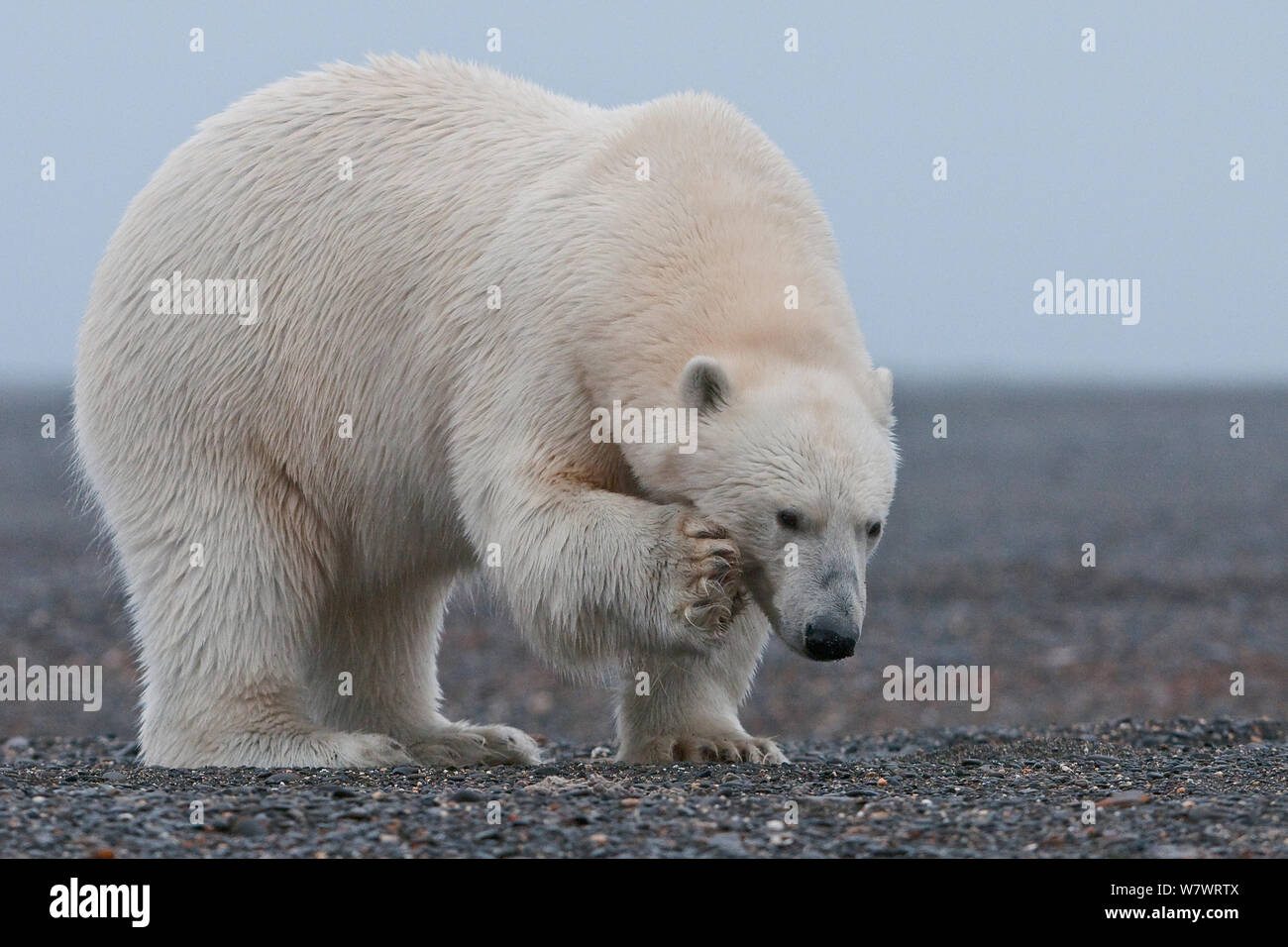 Orso polare (Ursus maritimus) graffiare, Wrangel Island, Far Eastern Russia, Settembre. Foto Stock