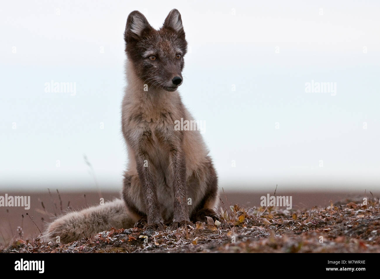 Arctic Fox (Vulpes vulpes lagopus) in estate coat, seduta ritratto, Wrangel Island, Far Eastern Russia, Agosto. Foto Stock