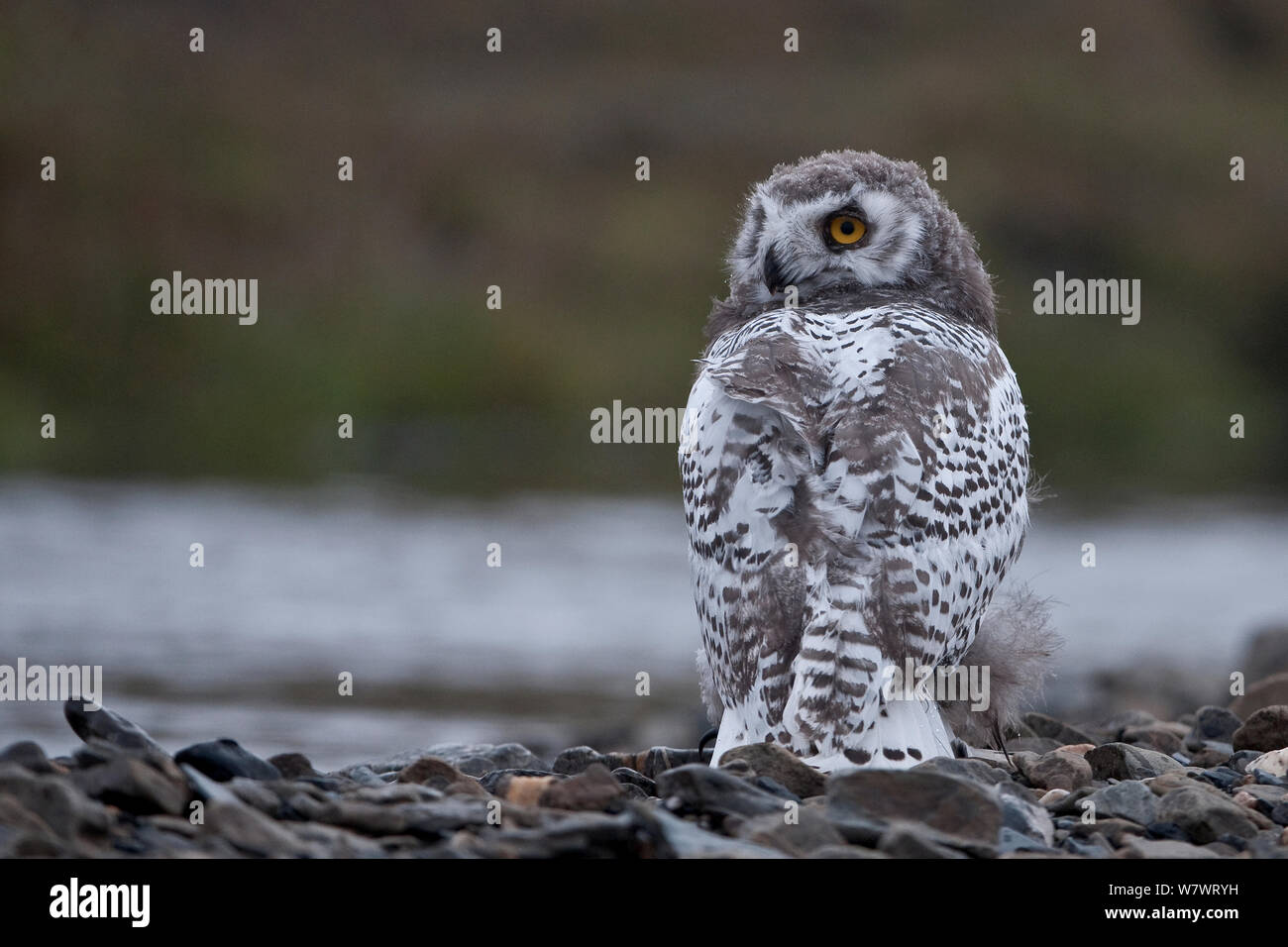 Civetta delle nevi (Bubo scandiacus) guardando indietro sulla spalla, Wrangel Island, Far Eastern Russia, Agosto. Foto Stock