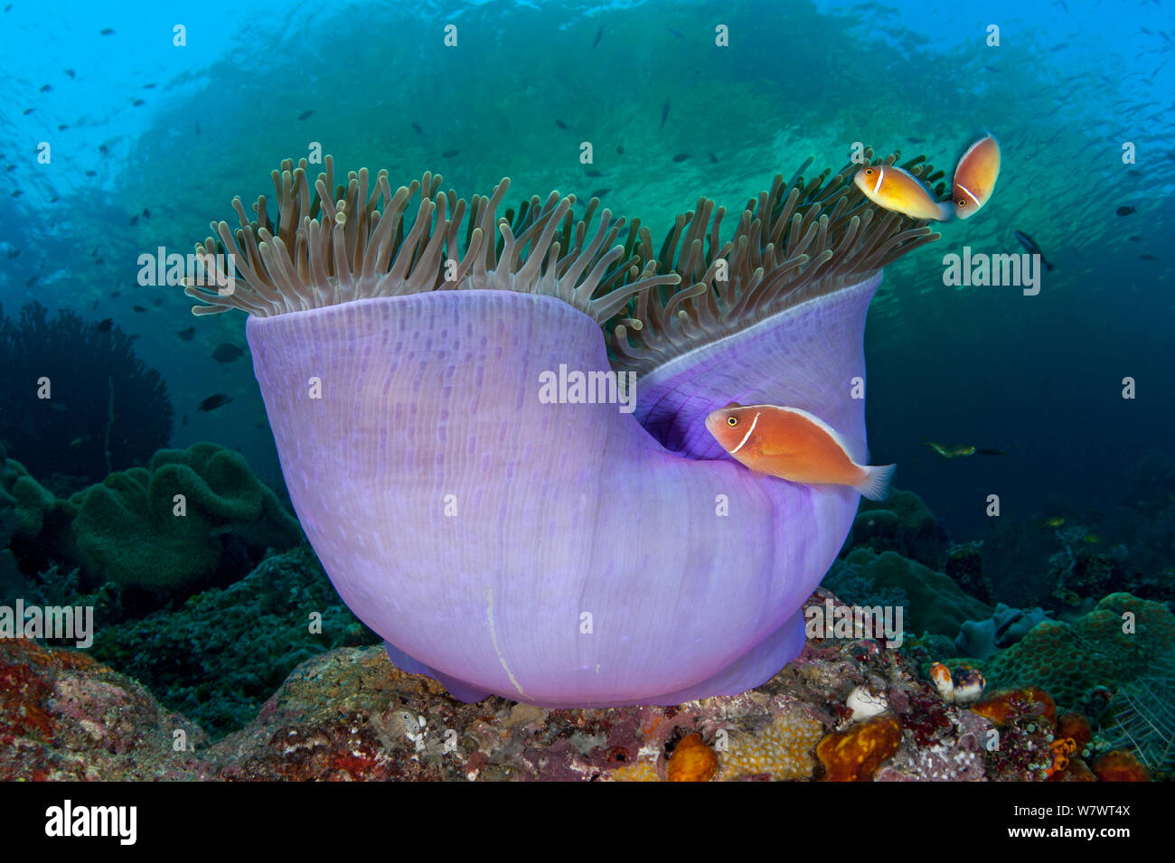 Rosa (anemonefish Amphiprion perideraion) in viola magnifica anemone marittimo (Heteractis magnifica) Misool Raja Ampat, Papua occidentale, in Indonesia. Tropical West Pacific Ocean. Foto Stock