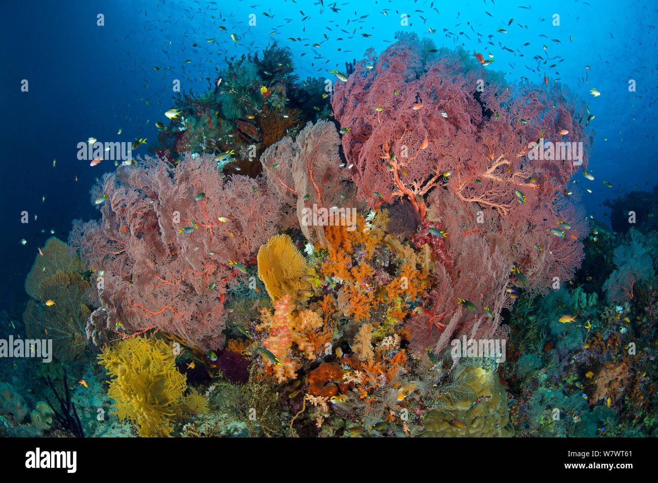 Fiorente scena sulla barriera corallina, con Seafans (Melithaea sp.) e pesci di scogliera. Boo West, Misool Raja Ampat, Papua occidentale, in Indonesia. Mare Ceram. Foto Stock