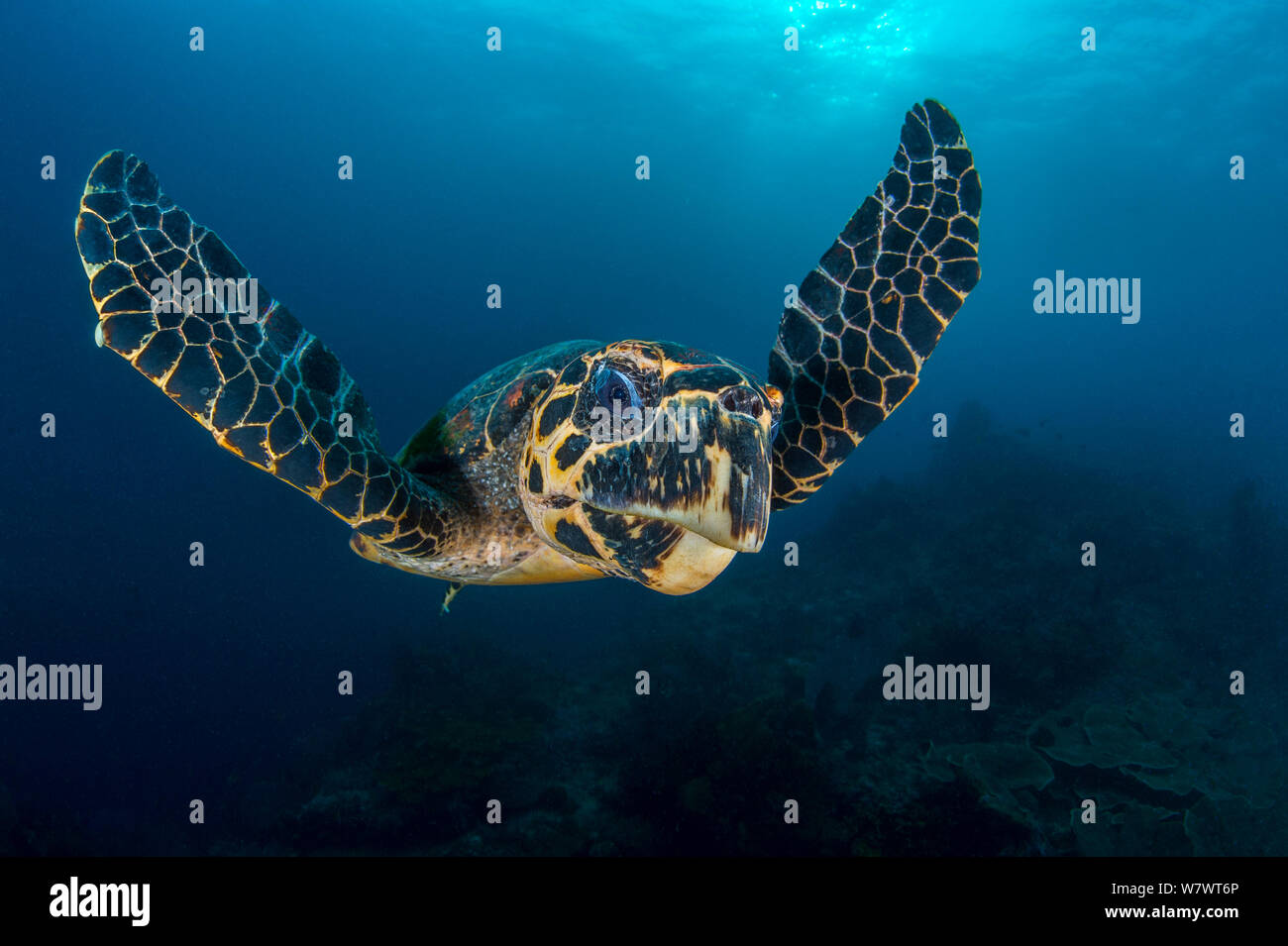 Grande maschio tartaruga embricata (Eretmochelys imbricata) nuoto in acque aperte. Roccia serbatoio, Fiabacet, Misool Raja Ampat, Papua occidentale, in Indonesia. Tropical West Pacific Ocean. Mare Ceram. Foto Stock