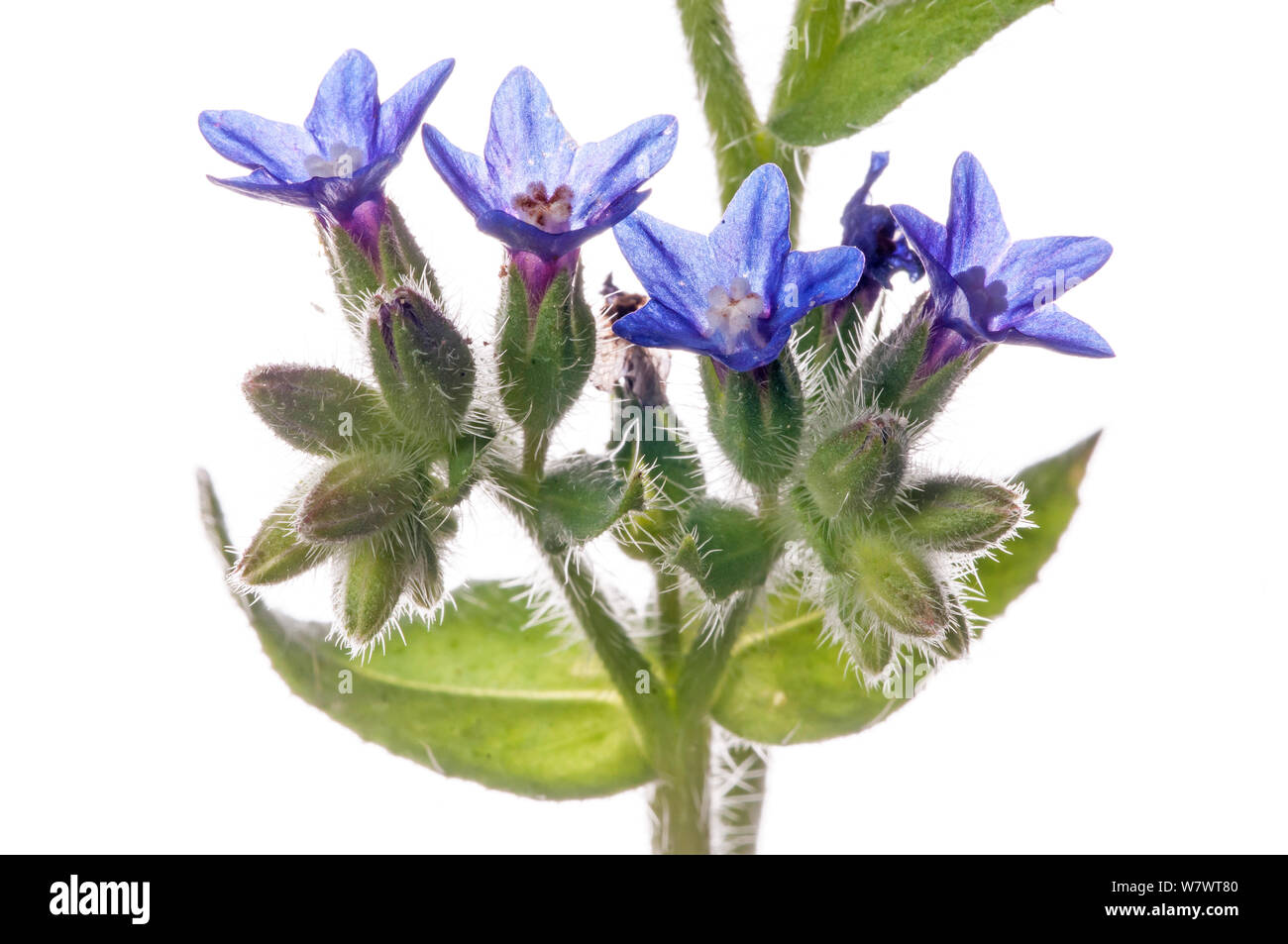 Italiano (Bugloss Anchusa hybrida) in fiore nel giardino al Podere Montecucco, Orvieto, Umbria, Italia, Luglio. Foto Stock