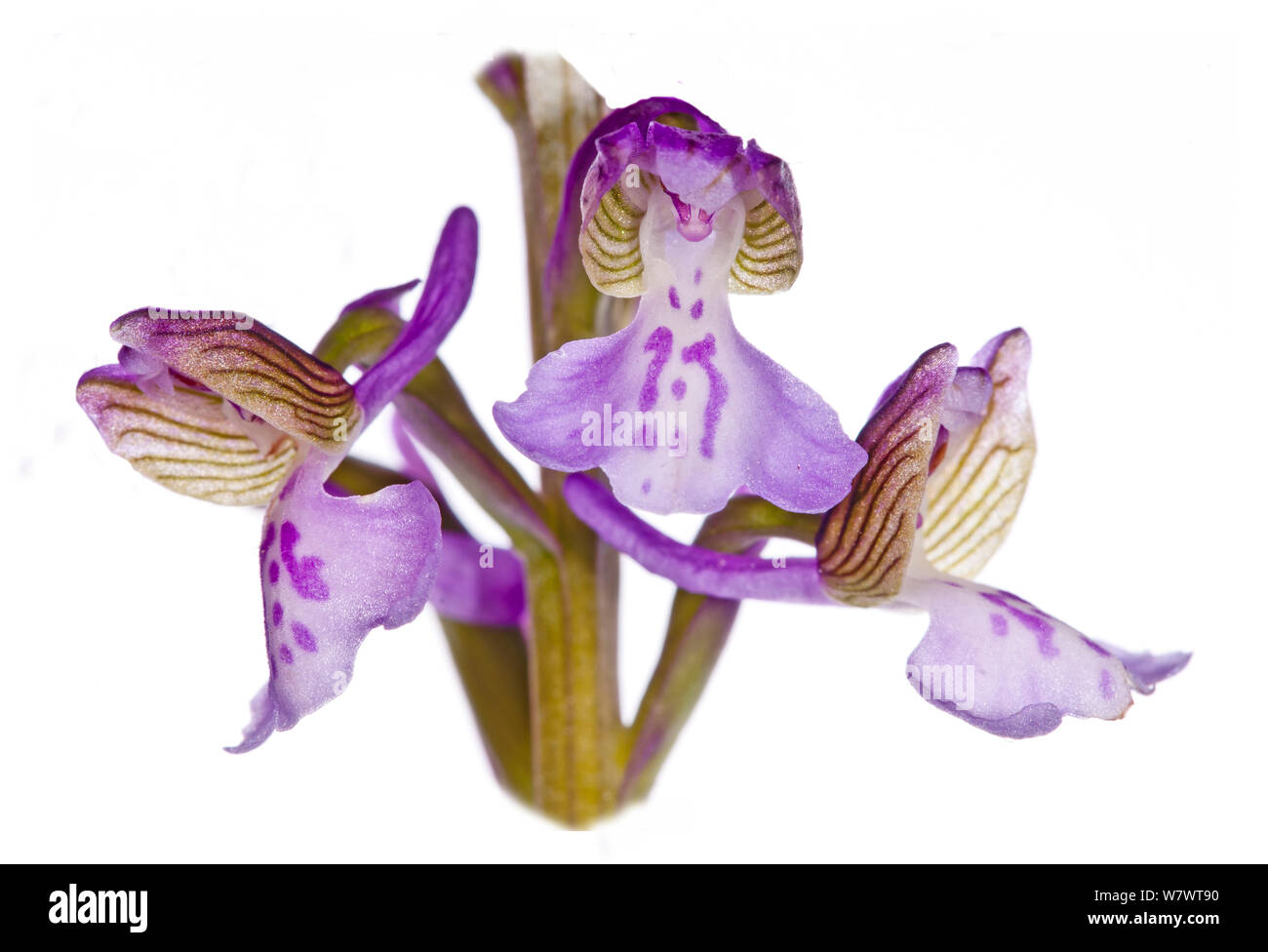 Verde-winged Orchid (Anacamptis morio picta) in fiore, Torre Alfina, Viterbo, Lazio, Italia, Aprile. Foto Stock