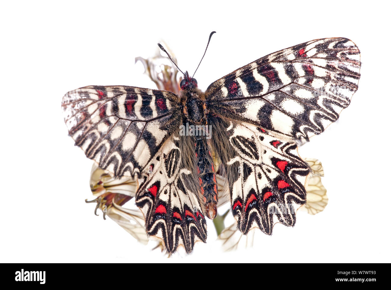 Festone meridionale butterfly (Zerynthia polissena) che mostra il pattern sul underwings, nei pressi di Orvieto, Umbria, Italia, Aprile. Foto Stock