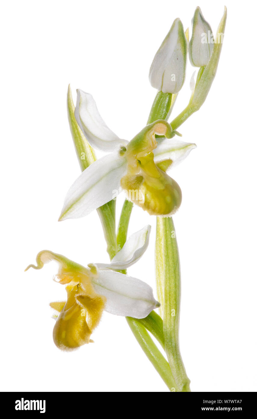 Bee orchid (Ophrys apifera var chlorantha) giallo variante in fiore, Musee dei fiori vicino Torrealfina, Lazio, Italia, Maggio. Foto Stock