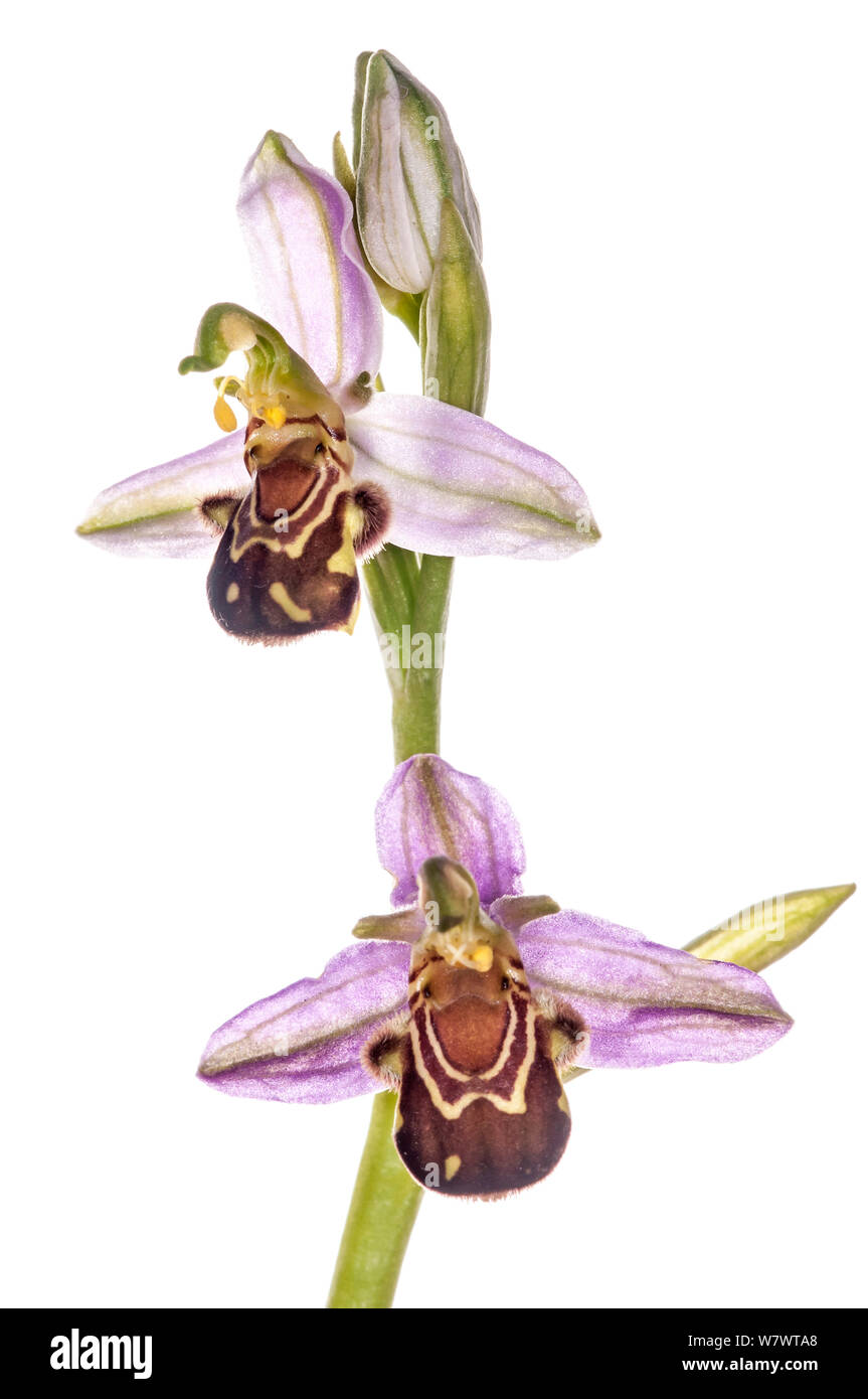 Bee Orchid (Ophrys apifera) in fiore, vicino a Swansea, South Wales, Regno Unito, Giugno. Foto Stock