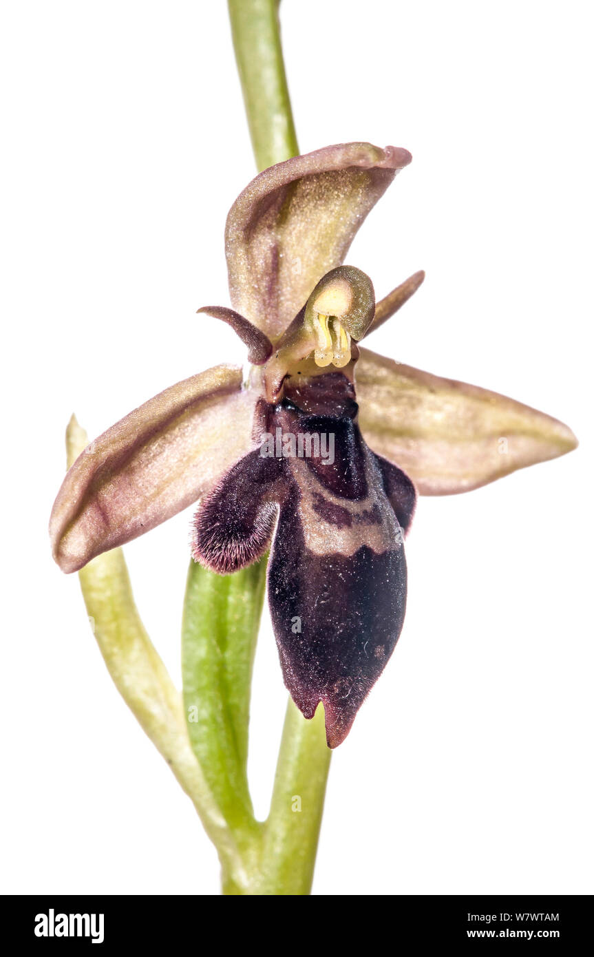 Hybrid orchid (Ophrys x pietschii) ibrido di bee orchid (Ophrys apifera) e Fly orchid (Ophrys insectifera) che si trovano appena fuori la A303, Wiltshire, Inghilterra, Regno Unito, Giugno. Foto Stock