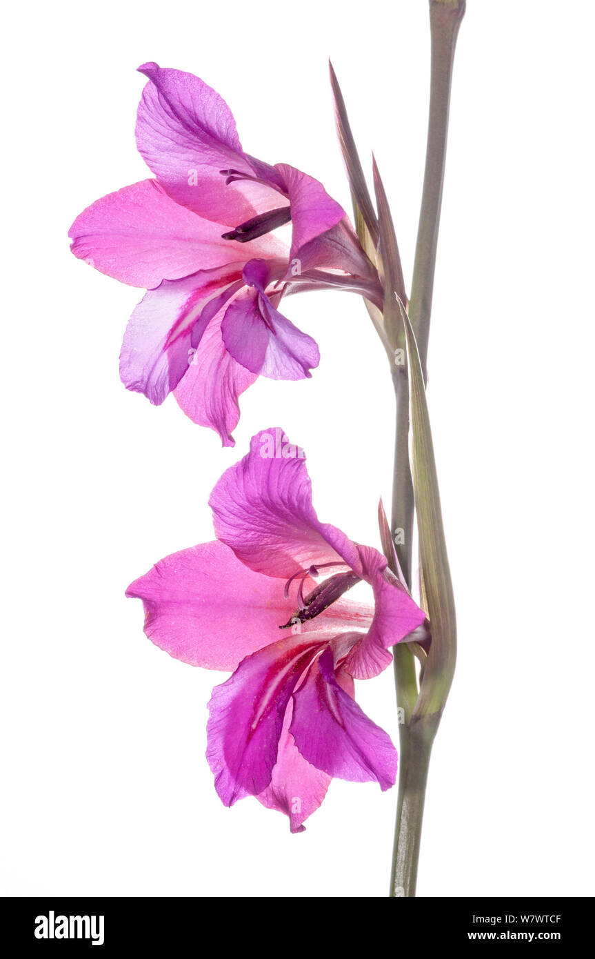 Campo Gladiolus (Gladiolus italicus), Italia, Maggio. Presa con messa a fuoco digitale impilamento. Foto Stock