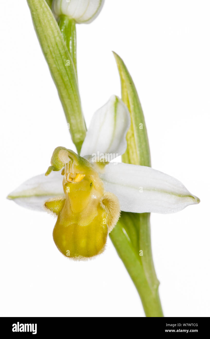 Bee orchid variante giallo (Ophrys apifera var chlorantha) Musee dei fiori vicino Torrealfina, Lazio, Italia, Maggio. Foto Stock