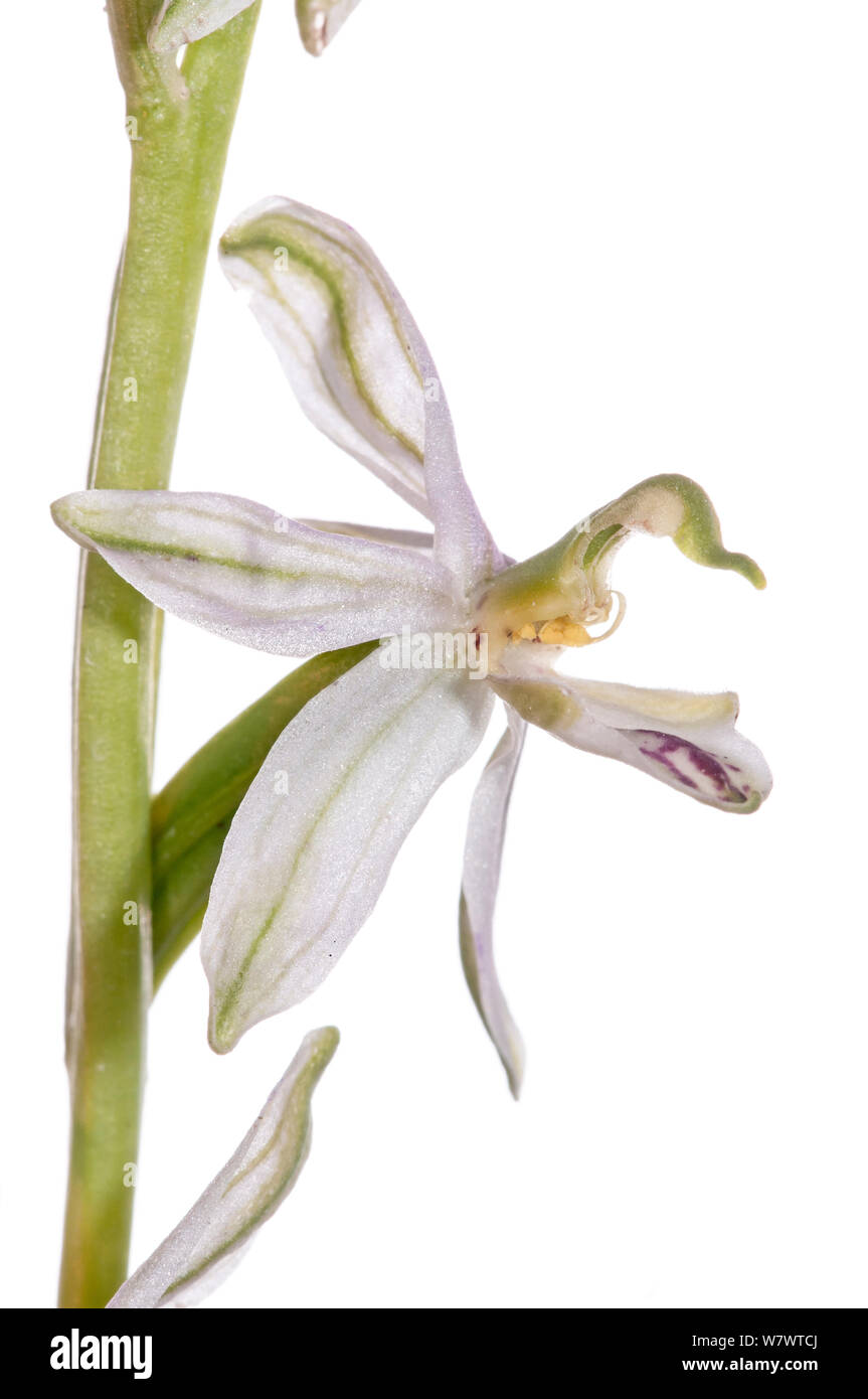 Bee Orchid (Ophrys apifera) forma aberrante, nei pressi di Orvieto, Umbria, Italia, Maggio. Foto Stock