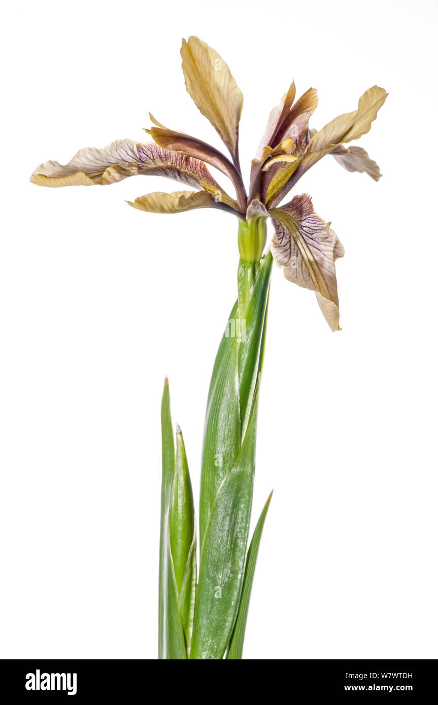 Puzzolente (Iris Iris foetidissima) in fiore, Podere Montecucco, nei pressi di Orvieto, Umbria, Italia, Maggio. Foto Stock