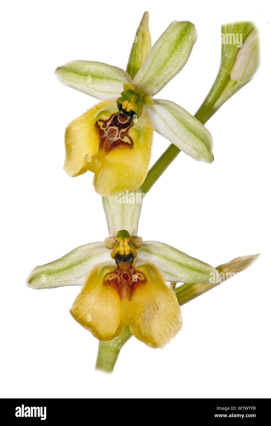 Lacaita's Ophrys (Ophrys lacaitae) in fiore, rare specie erbose, vicino a Ferla, Sicilia, Italia, Maggio. Foto Stock
