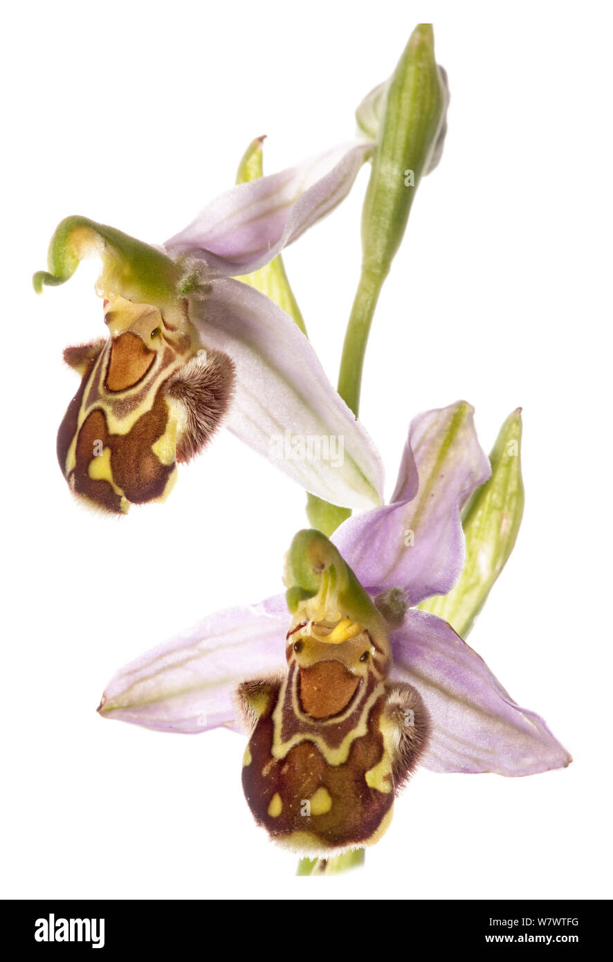 Bee Orchid (Ophrys apifera) in fiore, prese vicino a Orvieto, Umbria, Italia, Giugno. Foto Stock