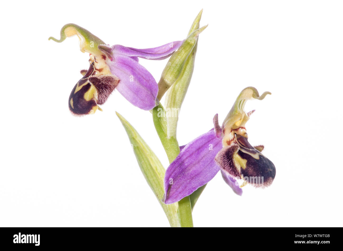 Bee Orchid (Ophrys apifera) in fiore, nei pressi di Orvieto, Umbria, Italia, Maggio. Foto Stock