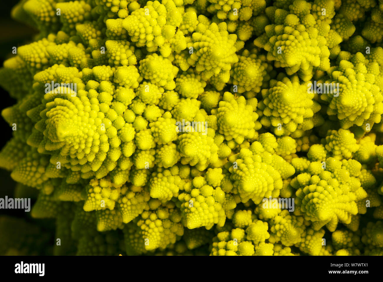 Romanesco broccoli (Brassica oleracea) close up, allevati da incrocio tra i Cavolfiori e broccoli Foto Stock