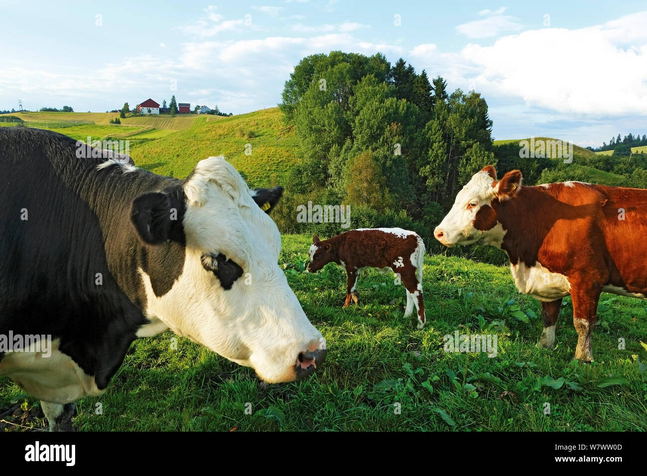Bovini in alpeggio, incrocio tra norvegese e Rosso Hereford Akershus, Norvegia, Agosto Foto Stock