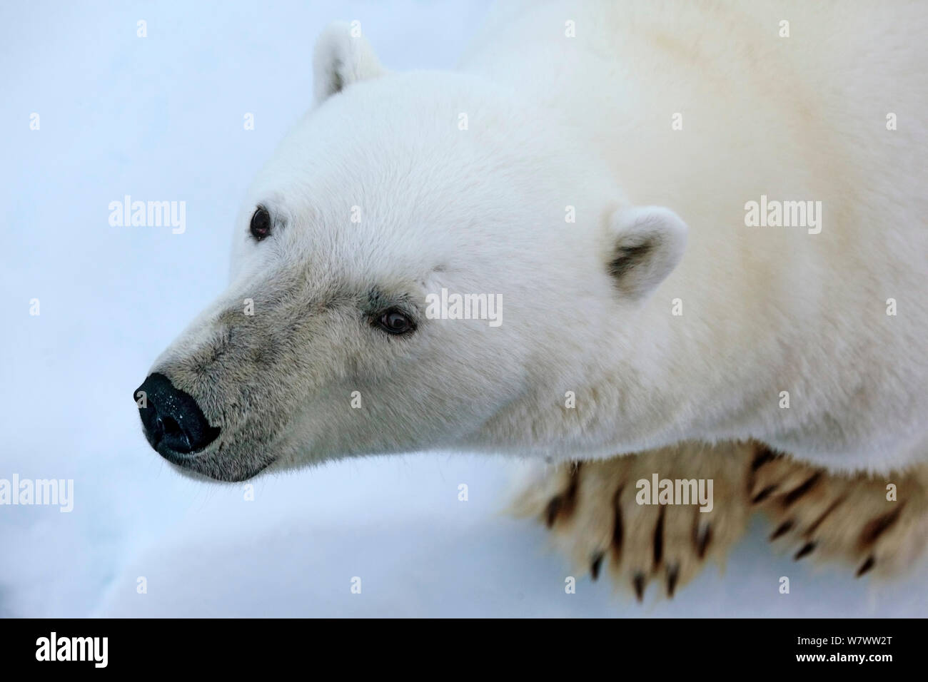 Orso polare (Ursus maritimus) ritratto femminile, in piedi sul ghiaccio, floe Svalbard, Norvegia, settembre. Foto Stock