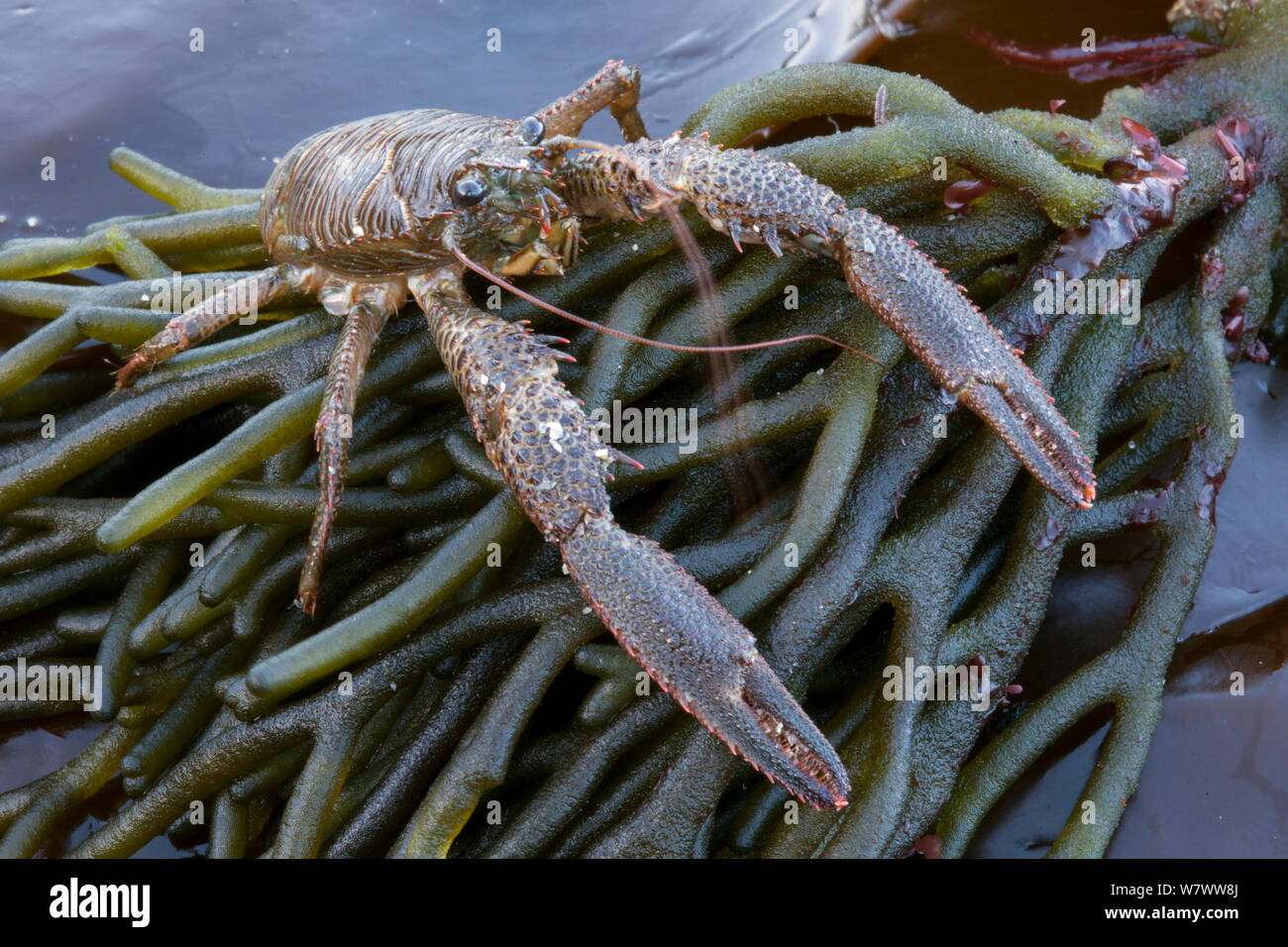 Esegui uno squat Lobster (Galathea squamifera) su alga sulla riva a Sark, Britanniche Isole del Canale. Foto Stock