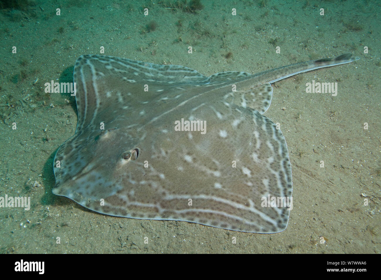 Piccolo-eyed Ray (Raja microocellata) sul pavimento del mare, Bouley Bay, Jersey, Britanniche Isole del Canale. Foto Stock