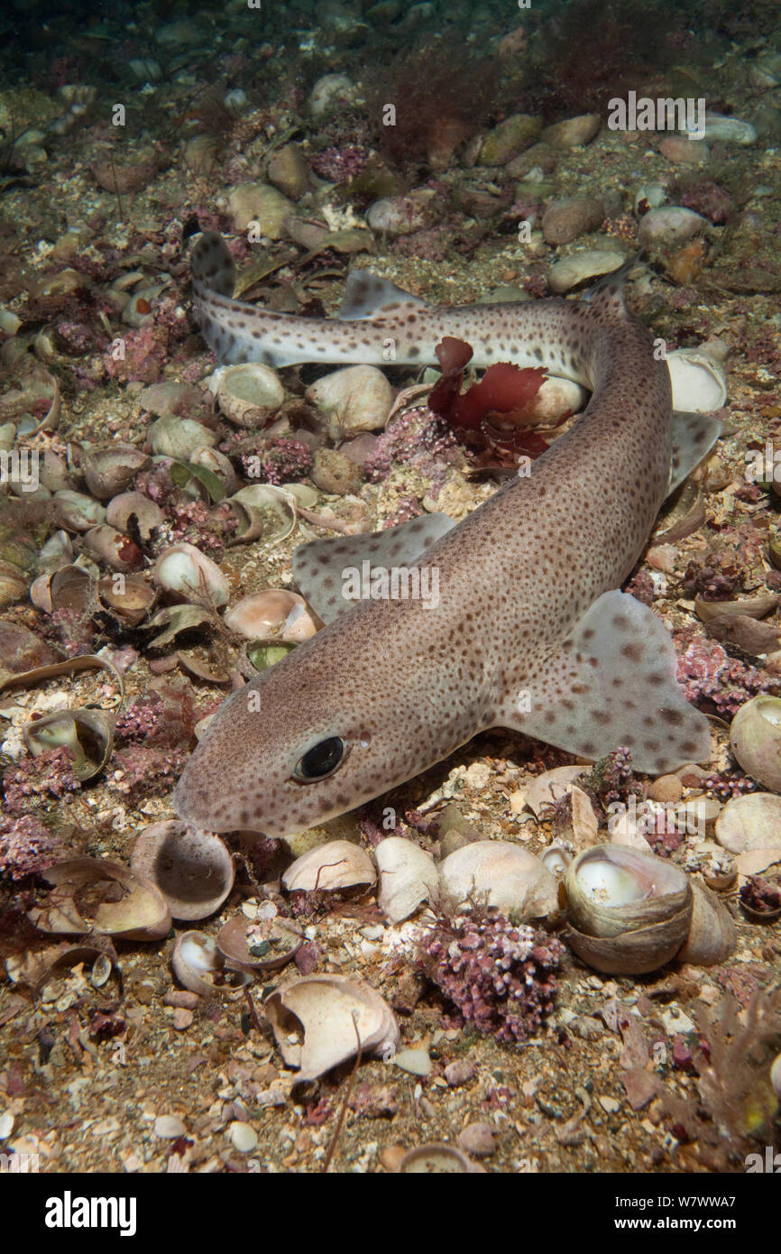 Smallspotted gattucci (Scyliorhinus canicula) sul pavimento del mare, Jersey, Britanniche Isole del Canale. Foto Stock