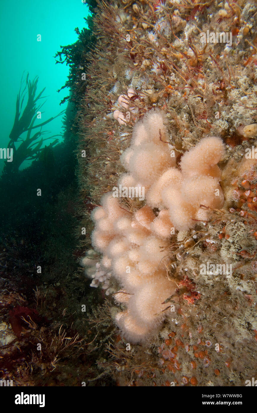 Dead man&#39;s dita soft coral (Alcyonium digitatum) Grune du Nord, Sark, Britanniche Isole del Canale. Foto Stock