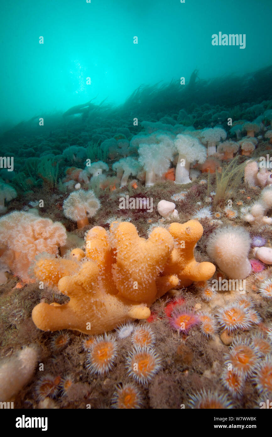 Parete corallina con Plumose (anemone Metridium) senile e Dead man&#39;s dita coral (Alcyonium digitatum) Le Isole Scilly. Foto Stock