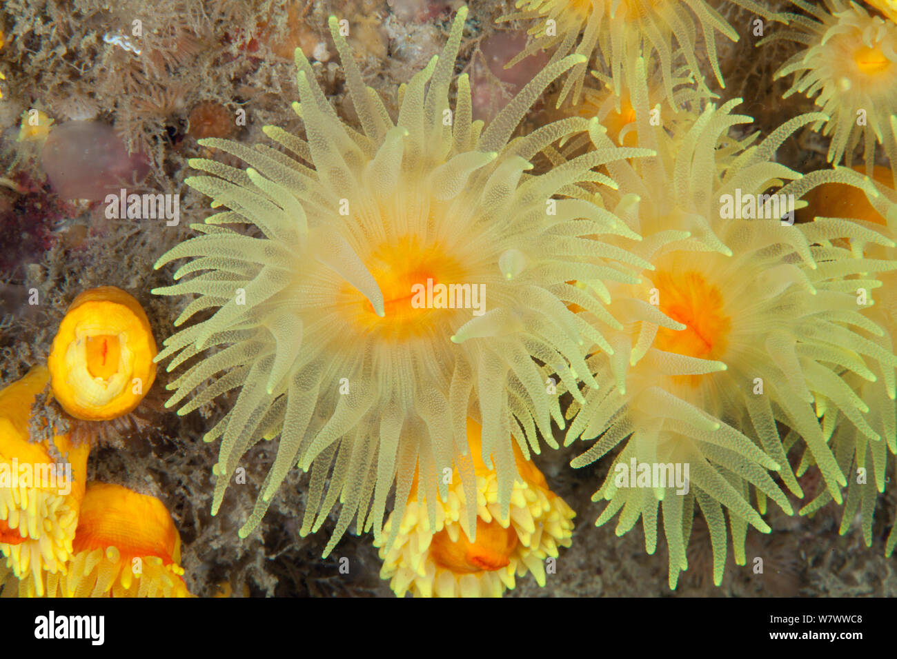 Sunset cup coral (Leptopsammia pruvoti) Guillaumesse, Sark, Britanniche Isole del Canale. Foto Stock