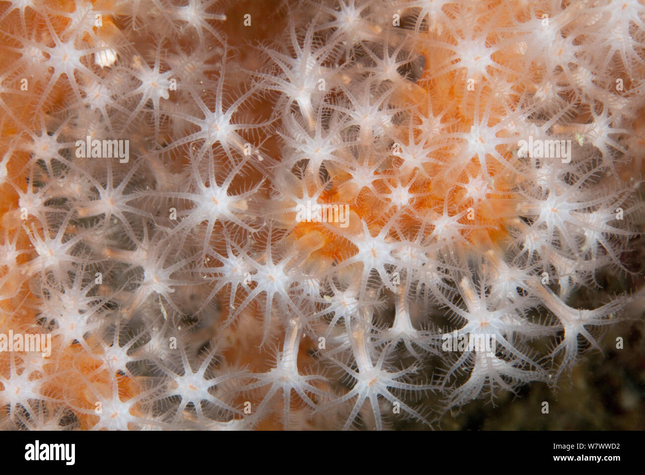 Dita rosso corallo morbido (Alcyonium glomeratum) Sark, Britanniche Isole del Canale. Foto Stock