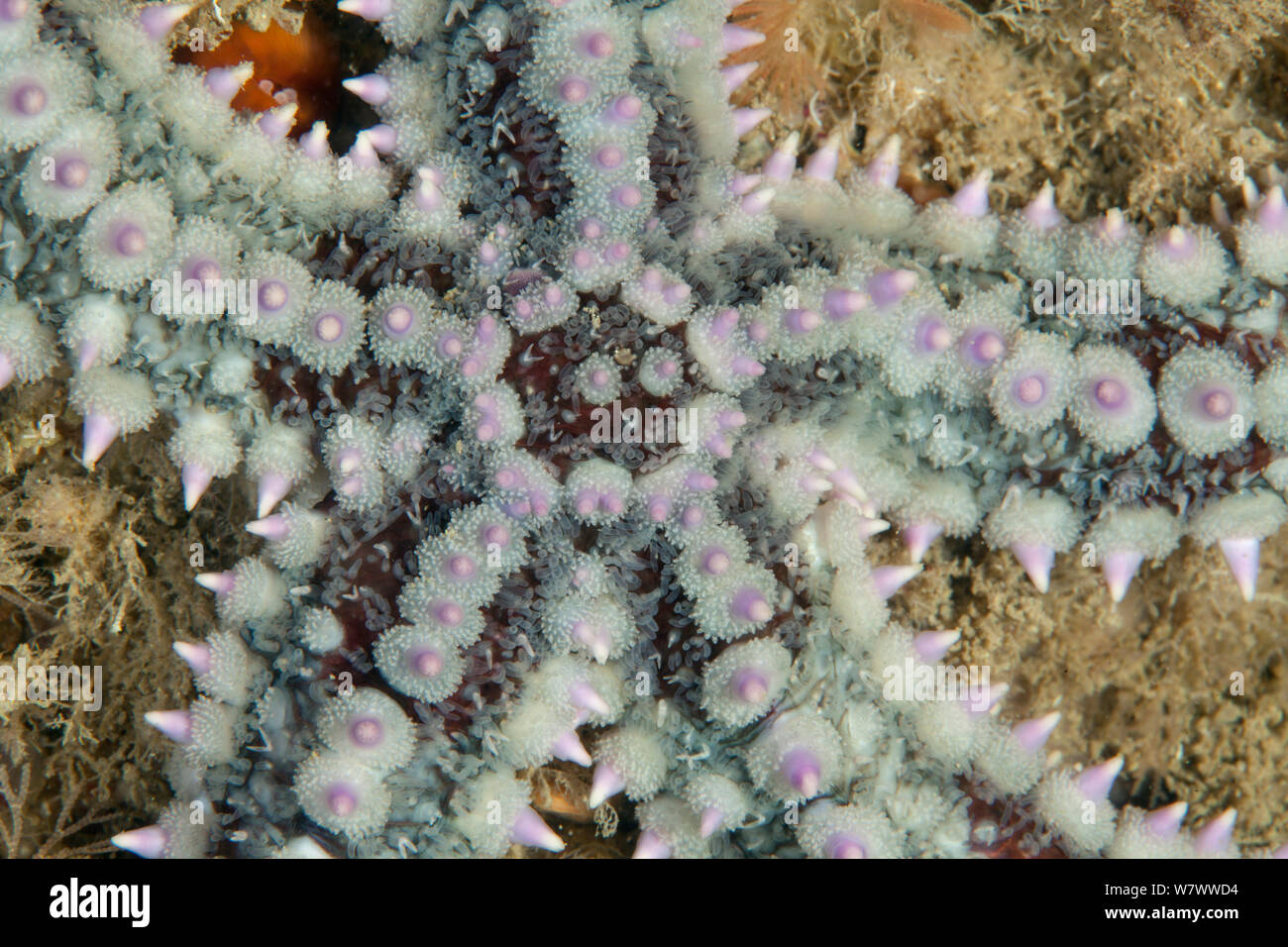 Starfish spinosa (Marthasterias glacialis) L&#39;Etac, Sark, Britanniche Isole del Canale. Foto Stock