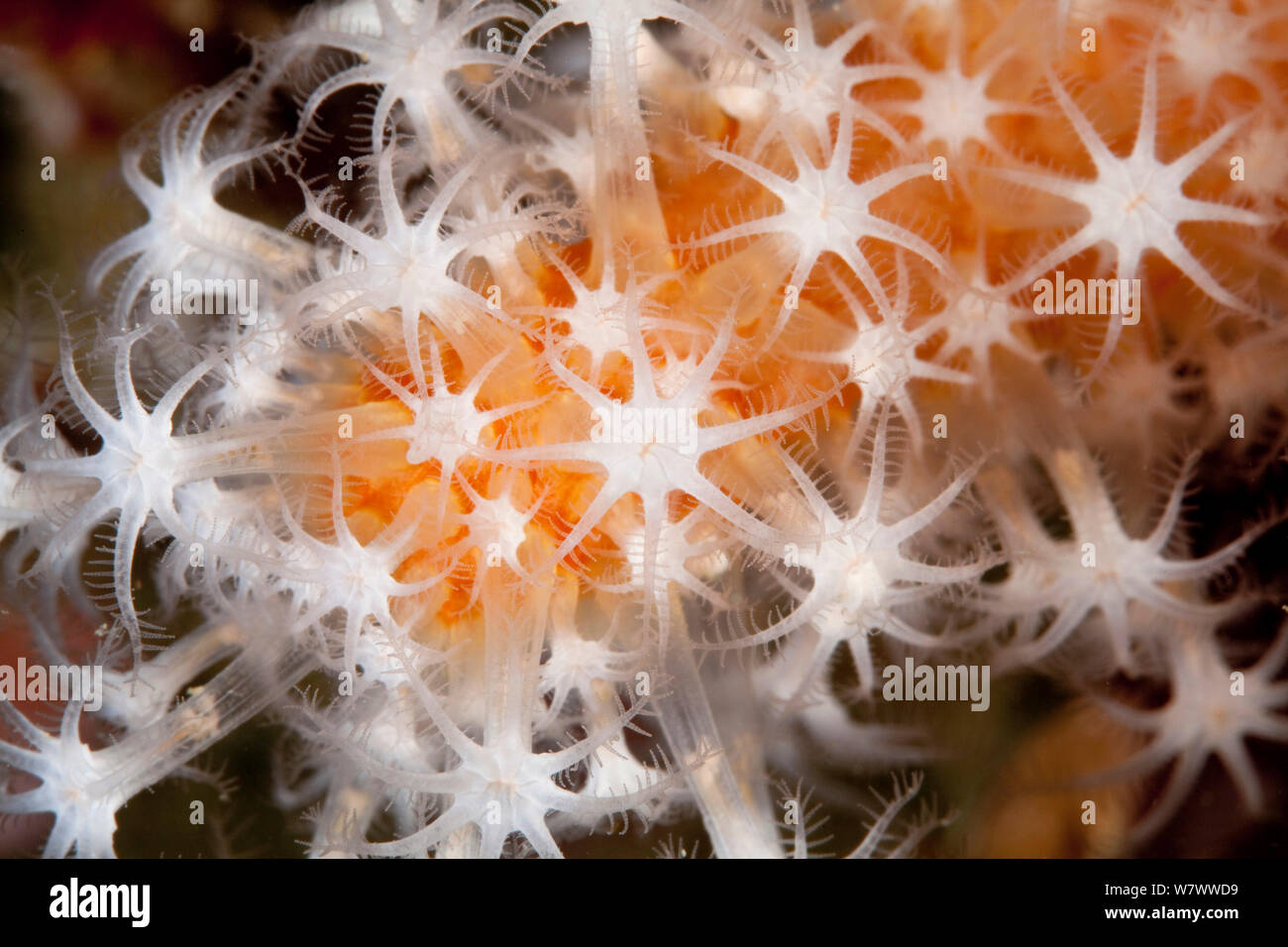 Dita rosso corallo morbido (Alcyonium glomeratum) Sark, Britanniche Isole del Canale. Foto Stock