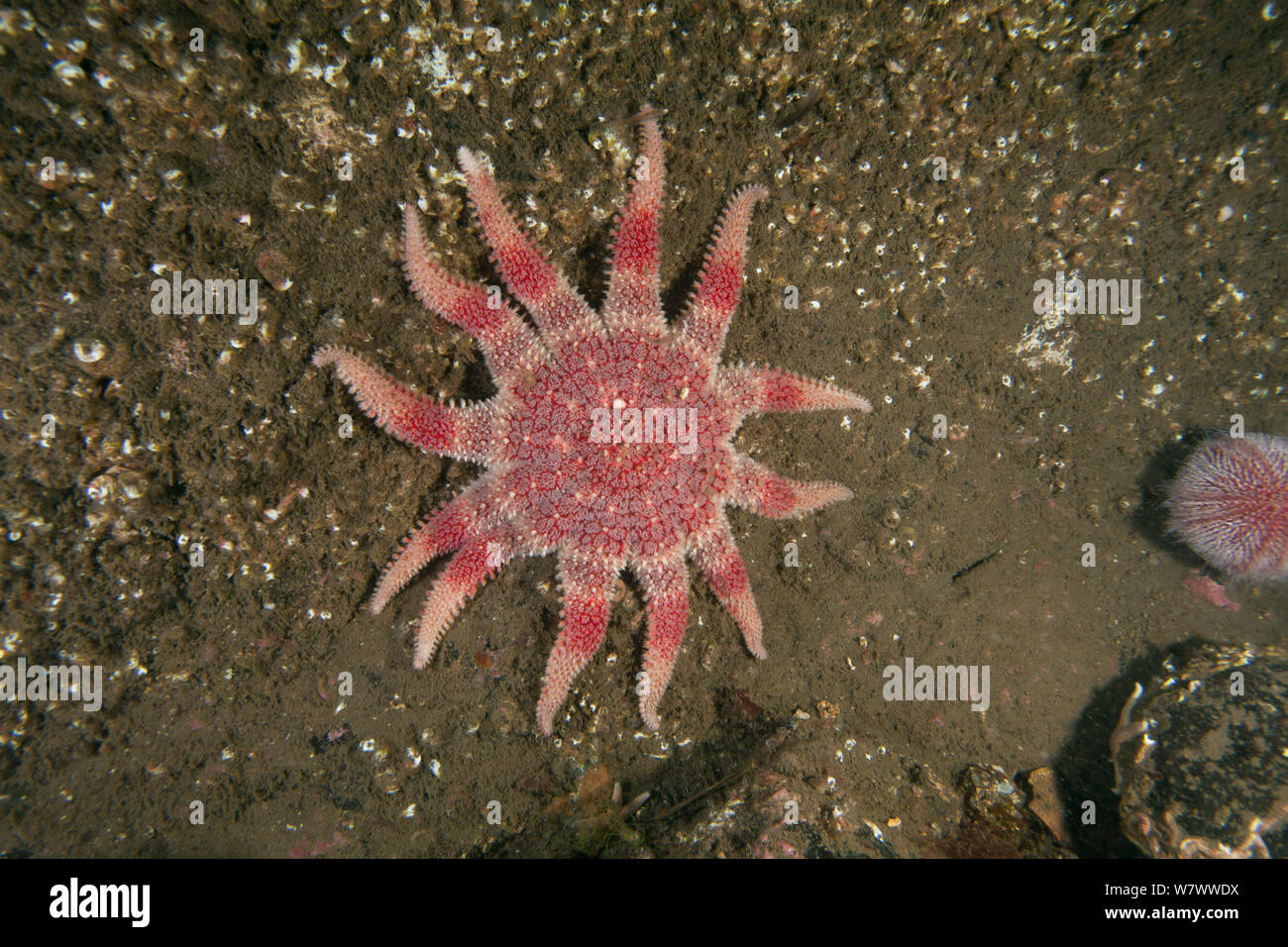 Comune di sun star (Crossaster papposus) St Abbs volontaria riserva marina, Scozia (Mare del Nord). Foto Stock