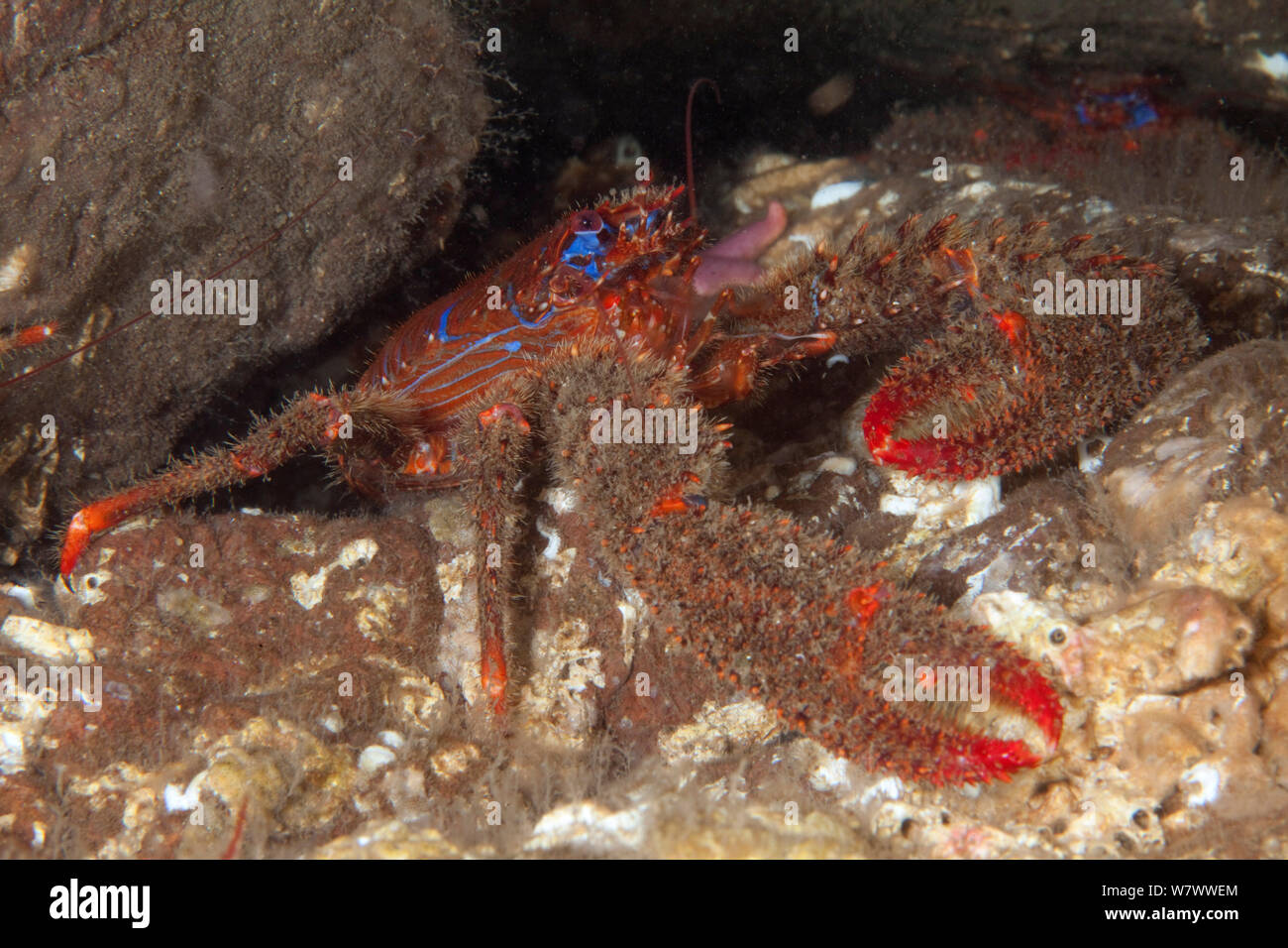 Spinosa aragosta squat (Galathea strigosa) St Abbs volontaria riserva marina, Scozia (Mare del Nord). Foto Stock
