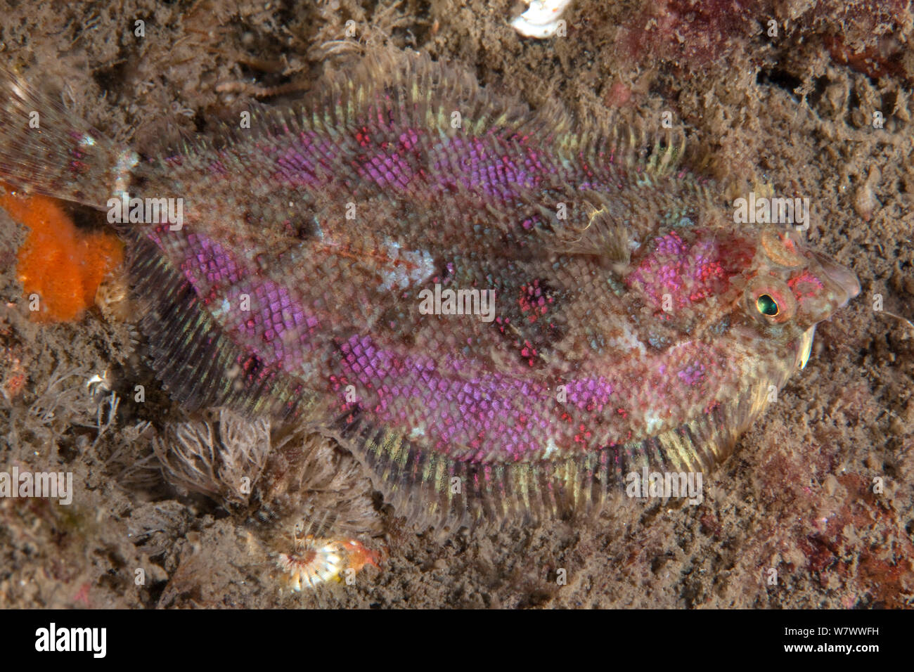 Topknot norvegese (Phrynorhombus norvegicus) St Abbs volontaria riserva marina, Scozia (Mare del Nord). Foto Stock