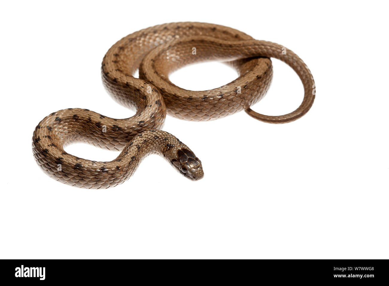 Dekay&#39;s snake marrone (Storeria dekayi), Anacostia spartiacque del Monte Rainier, Maryland, USA, aprile. Progetto Meetyourneighbors.net. Foto Stock