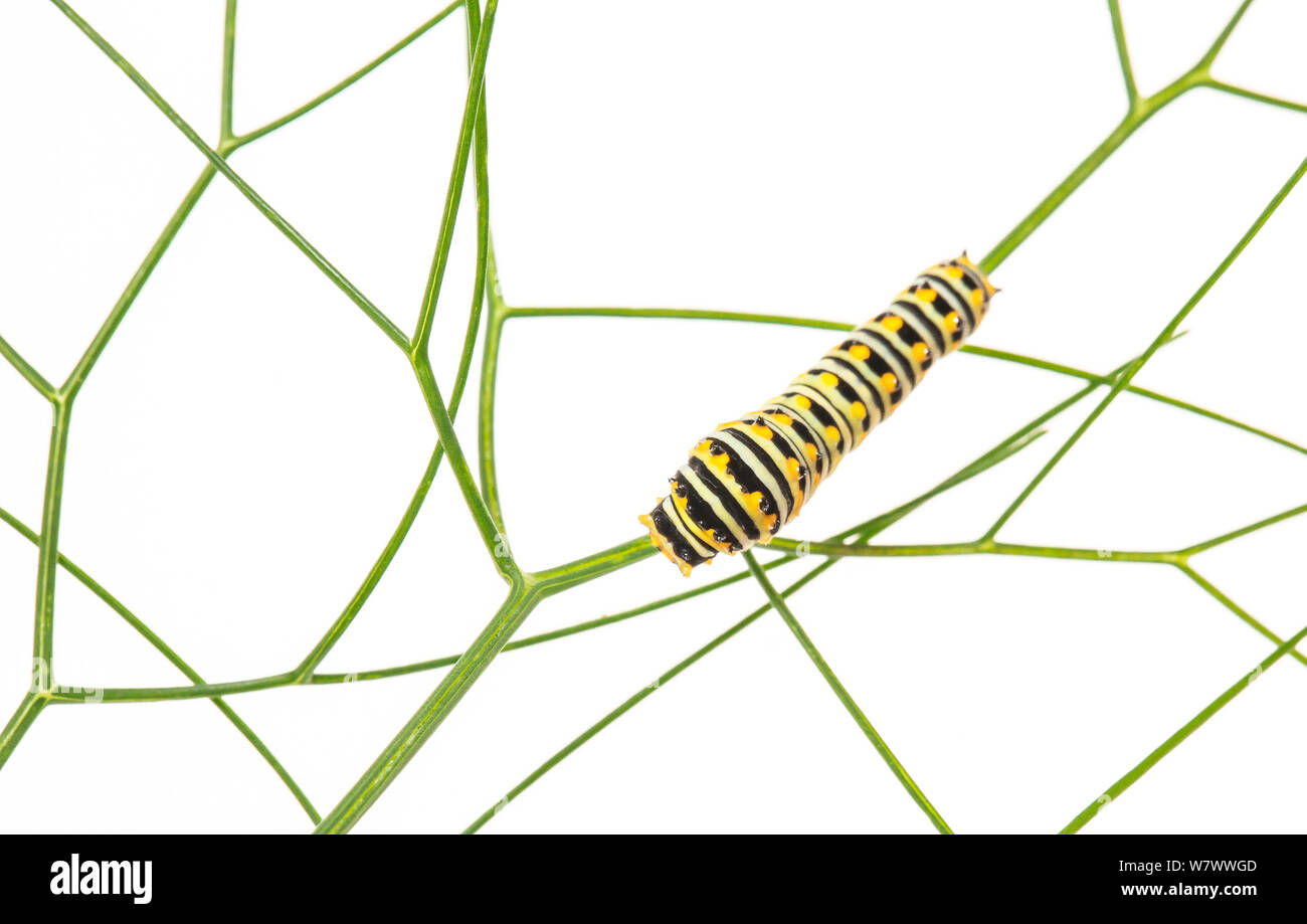 Nero a coda di rondine (Papilio polyxenes) caterpillar, Anacostia spartiacque, Maryland, USA, Giugno. Progetto Meetyourneighbors.net. Foto Stock