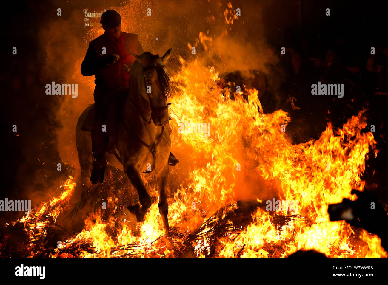 L'uomo saltare attraverso il fuoco per purificare il suo cavallo durante il festival Luminarias, tenuto ogni Gennaio in San Bartolome de Pinares, provincia di Ávila, Castiglia e León, Spagna, Gennaio 2014. Foto Stock