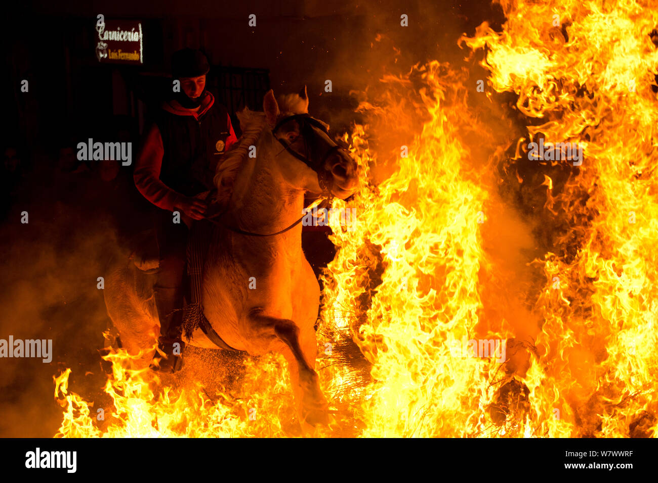 Giovane uomo saltare attraverso il fuoco per purificare il suo cavallo durante il festival Luminarias, tenuto ogni Gennaio in San Bartolome de Pinares, provincia di Avila, Castiglia e Leon, Spagna, Gennaio 2014. Foto Stock