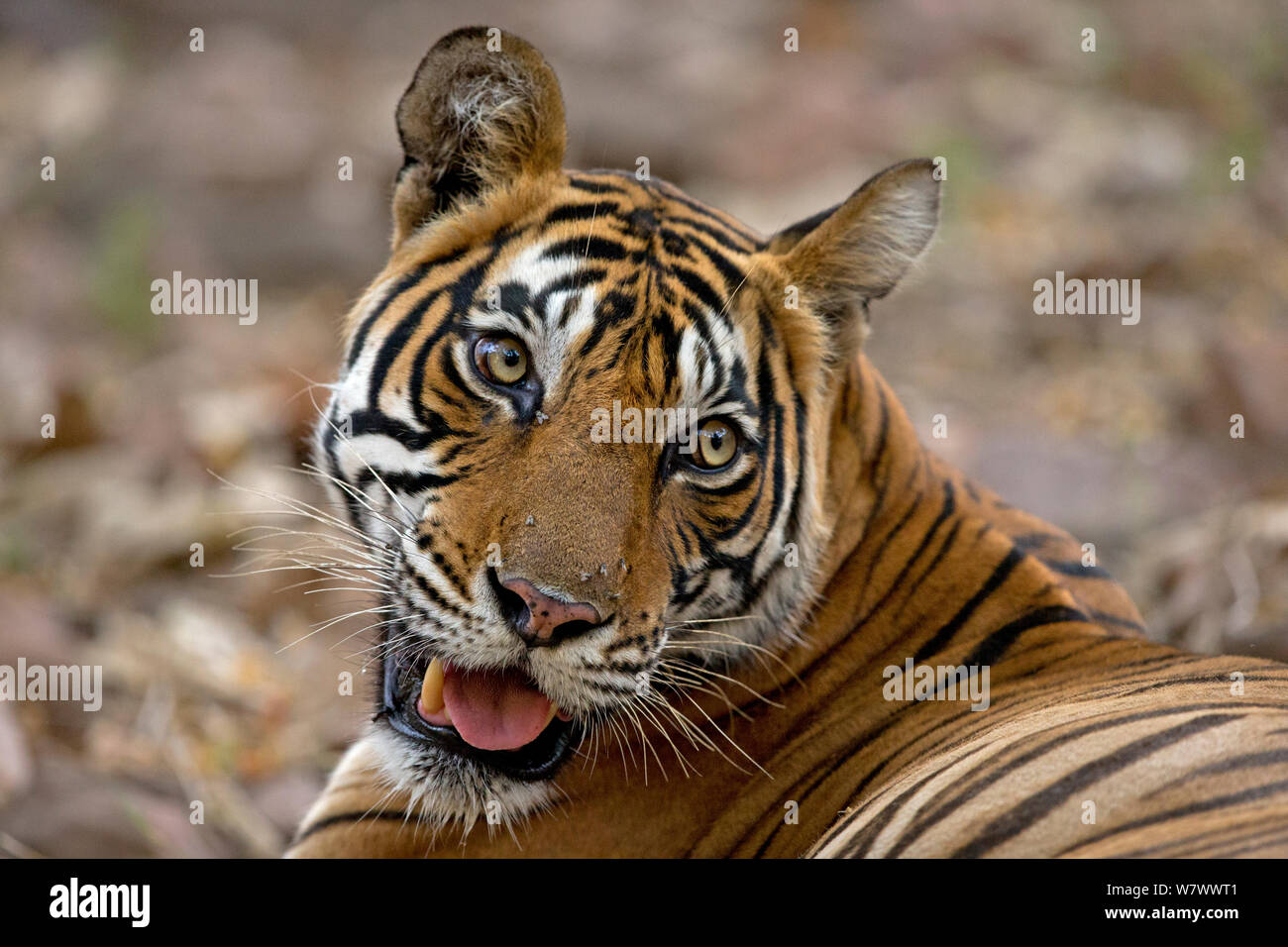 Tigre del Bengala (Panthera tigris tigris) femmina &#39;Noor T39&#39;. Parco nazionale di Ranthambore, India. Foto Stock