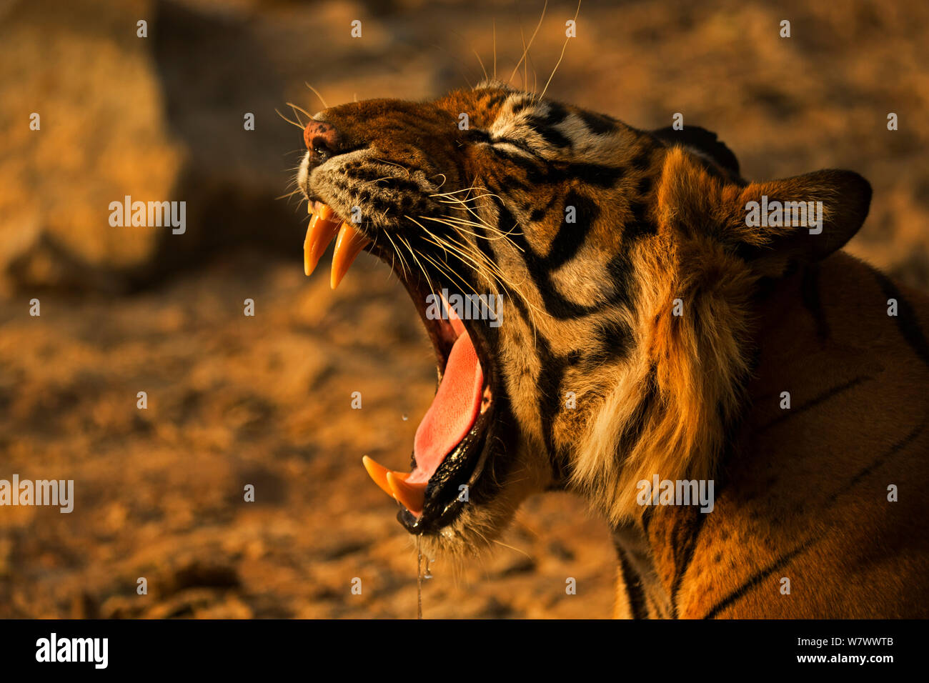 Tigre del Bengala (Panthera tigris tigris) femmina &#39;Noor T39&#39; sbadigli mostrando i denti. Parco nazionale di Ranthambore, India. Foto Stock